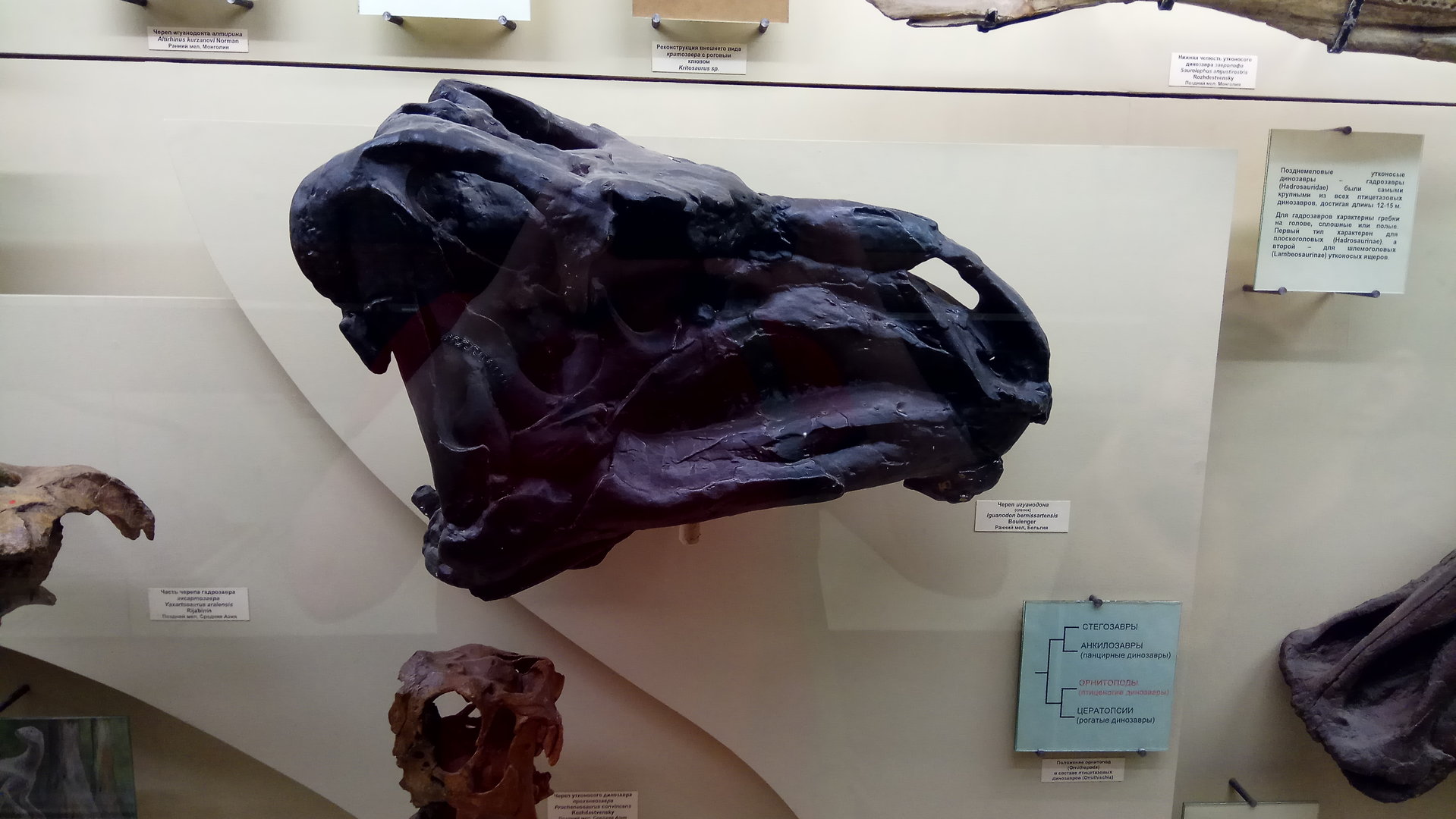 Iguanodon bernissartensis skull (cast)