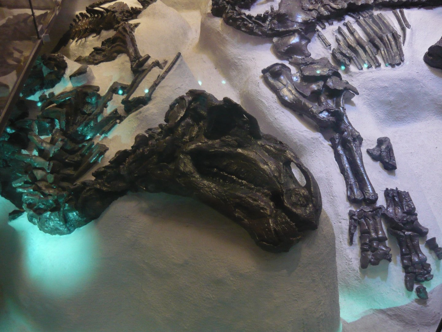 Iguanodon bernissartensis