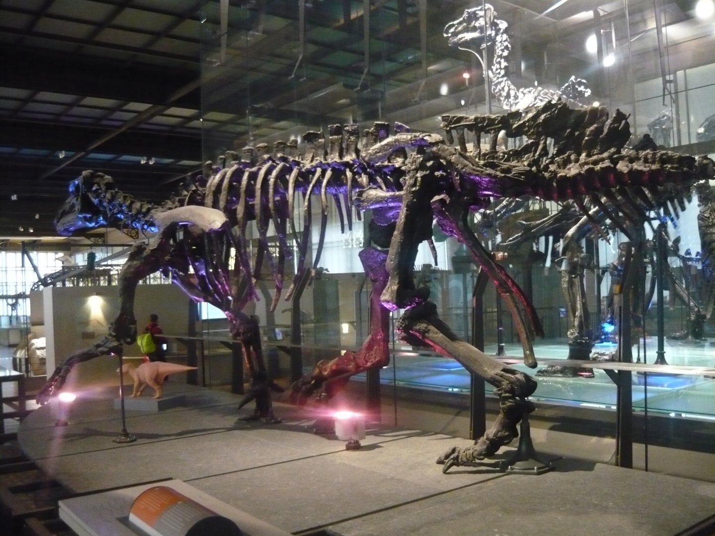 Iguanodon bernissartensis