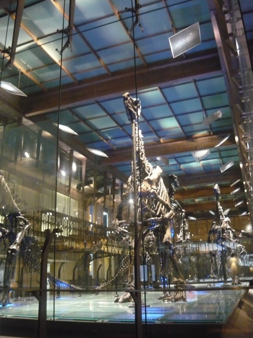 Iguanodon skeletons