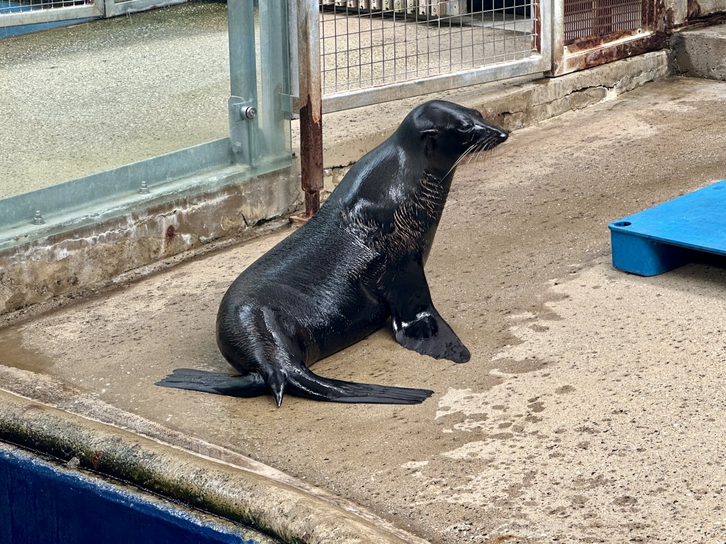 Iha (New Zealand fur seal)