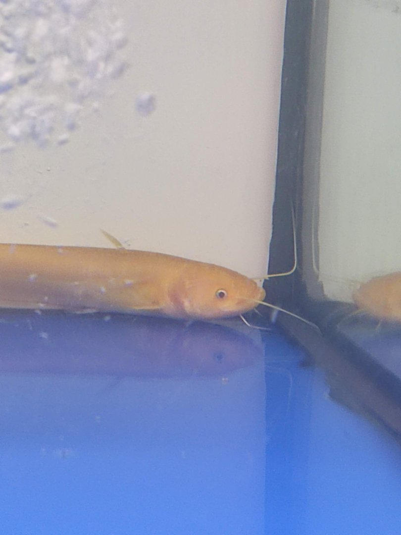 IIPE 2023 - Chinese Largemouth Catfish (Silurus meridionalis)