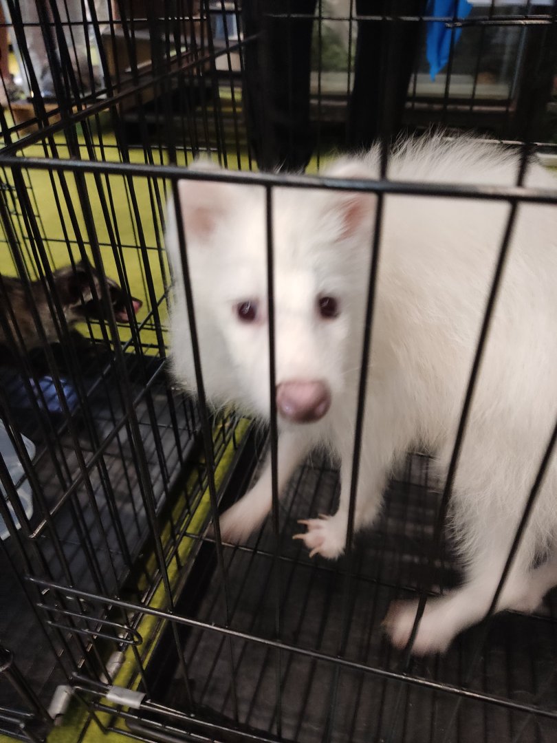 IIPE 2023 - Leucistic Raccoon Dog (Nyctereutes procyonoides)