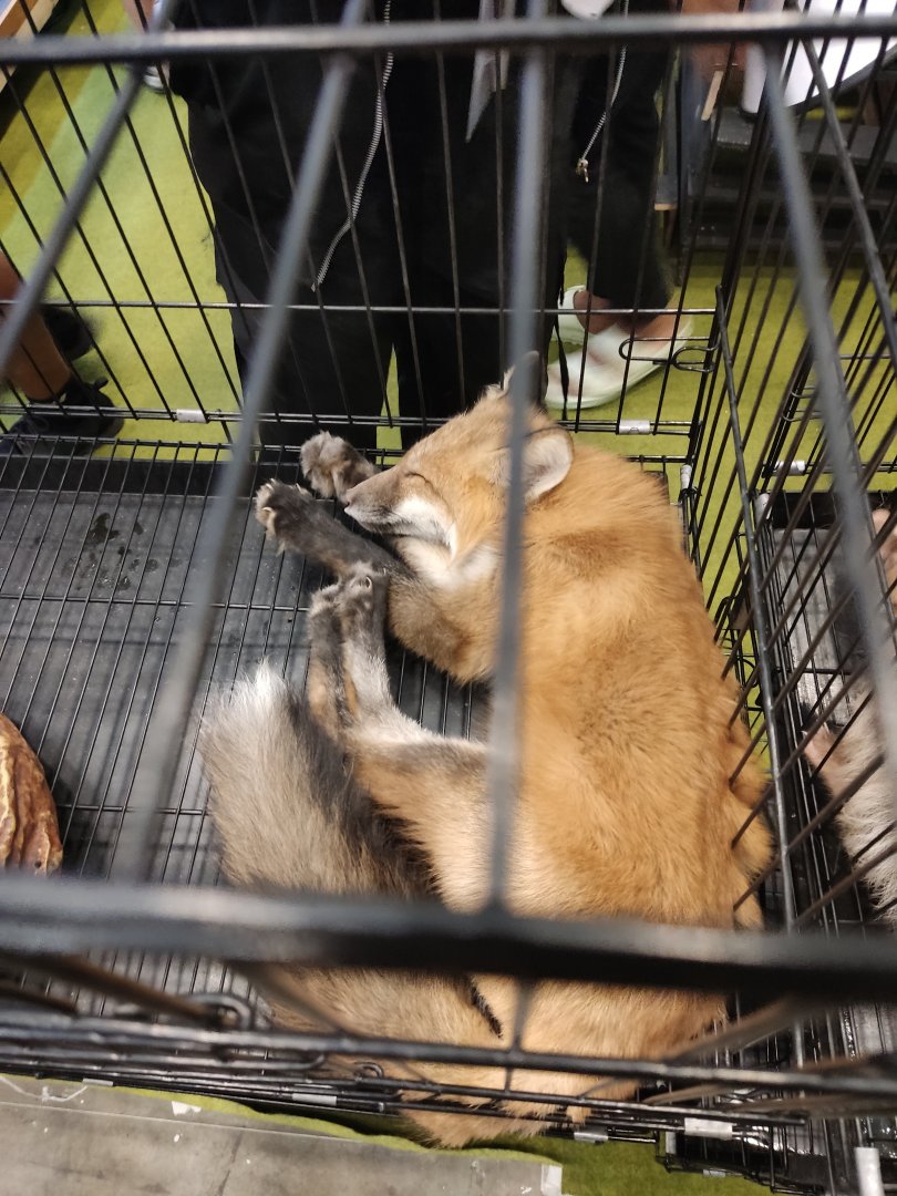 IIPE 2023 - Red Fox (Vulpes vulpes)