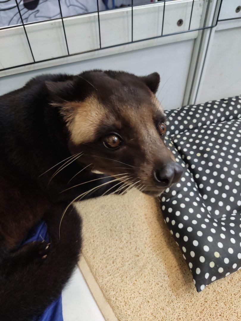 IIPE 2023 - Sumatran Masked Palm Civet (Paguma larvata leucomystax)