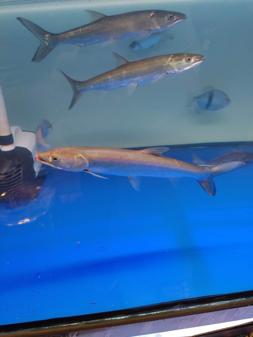 IIPE 2023 - Yellowcheek Carp (Elopichthys bambusa)
