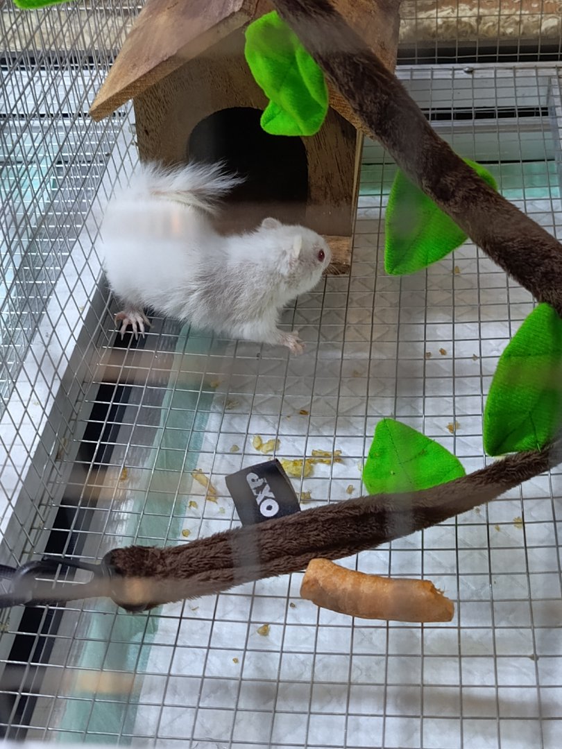 IIPE 2025 - Albino Siberian Chipmunk (Eutamias sibiricus)