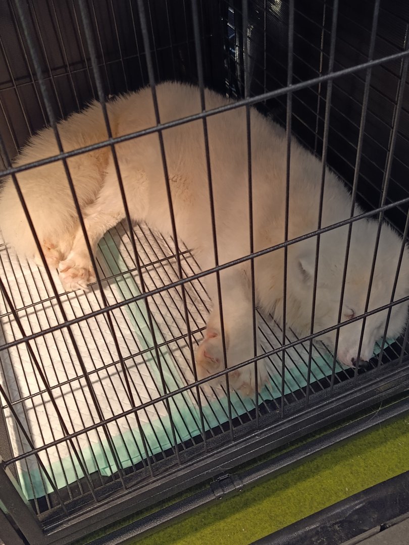 IIPE 2025 - Arctic Fox (Vulpes lagopus)