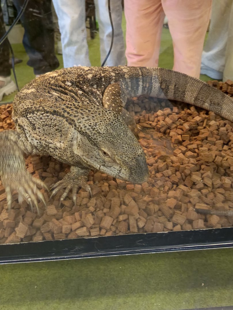 IIPE 2025 - Black-throated Monitor (Varanus albigularis ionidesi)