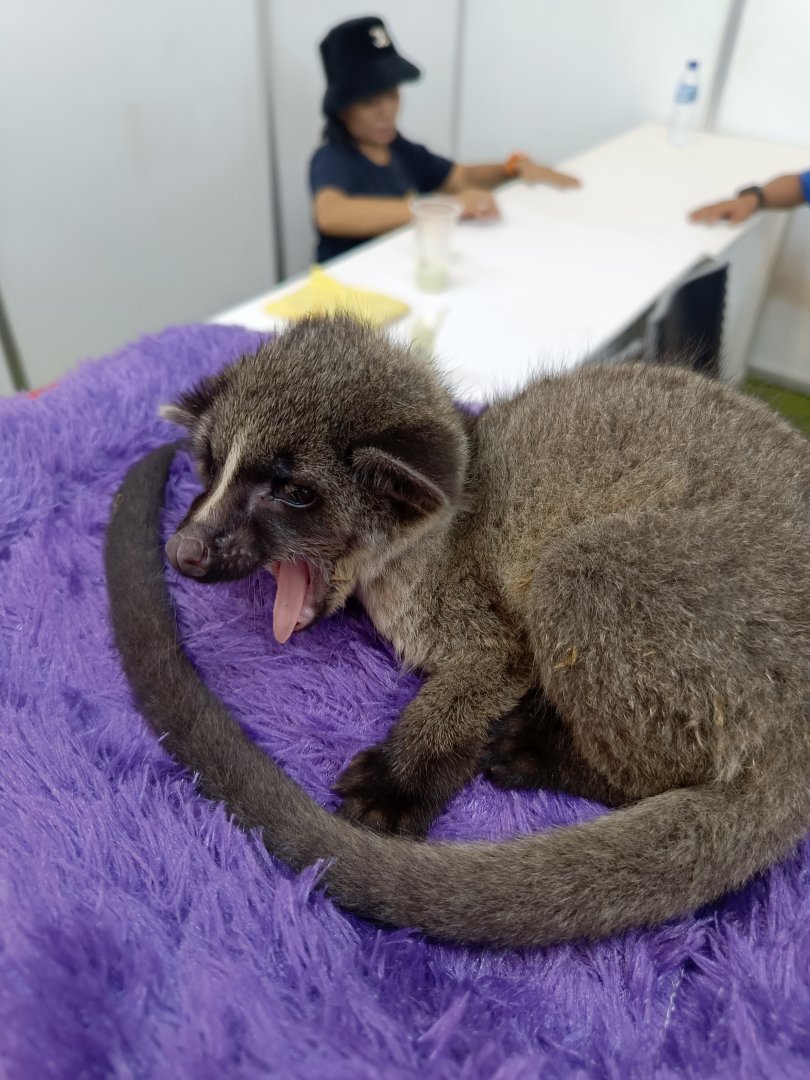 IIPE 2025 - Bornean Small-toothed Palm Civet (Arctogalidia trivirgata stigmaticus)