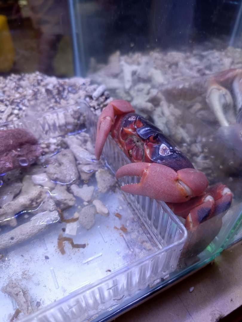 IIPE 2025 - Christmas Island Red Crab (Gecarcoidea natalis)