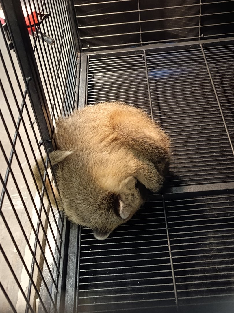 IIPE 2025 - Coatimundi (Nasua nasua)