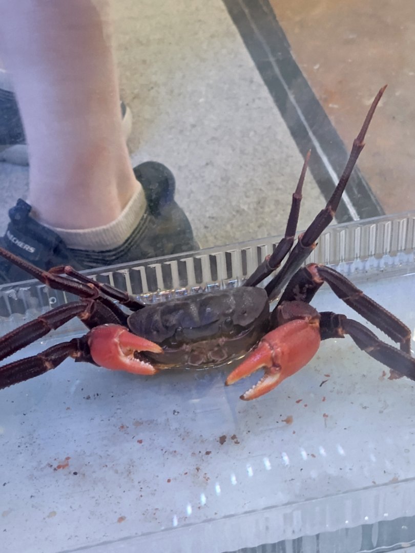 IIPE 2025 - Crab ID