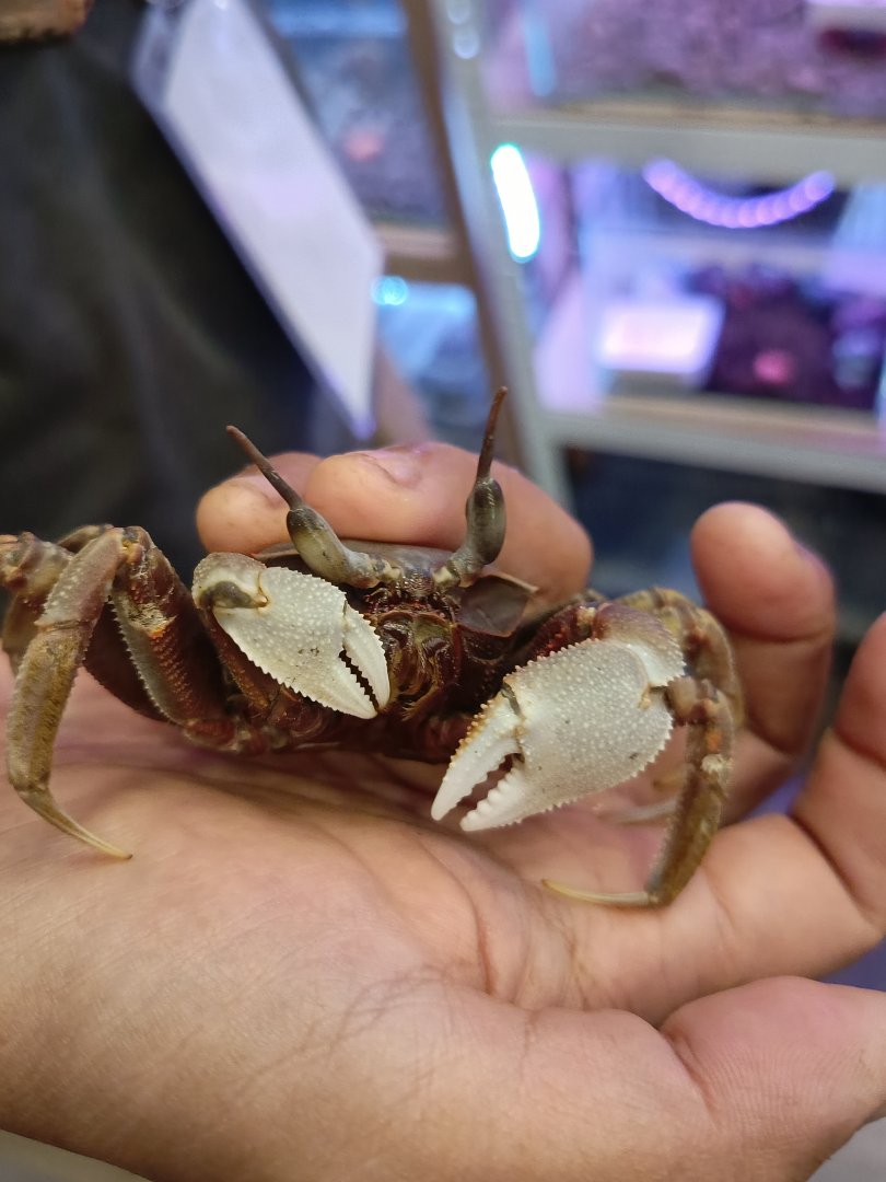 IIPE 2025 - Horned Ghost Crab (Ocypode ceratophthalmus)