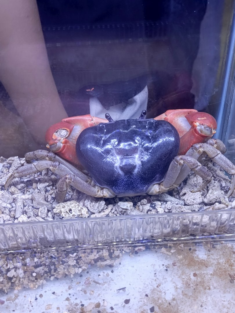 IIPE 2025 - Indian Ocean Blue Crab (Tuerkayana magnum)