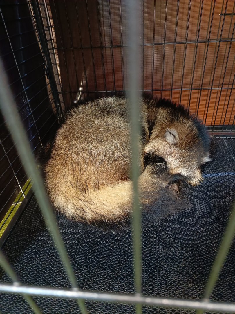 IIPE 2025 - Japanese Raccoon Dog (Nyctereutes viverrinus)