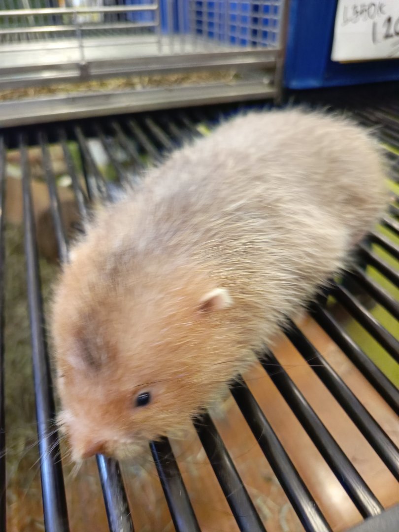 IIPE 2025 - Large Bamboo Rat (Rhizomys sumatrensis)