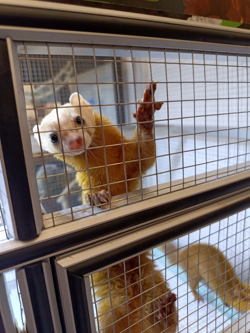 IIPE 2025 - Malayan Weasel (Mustela nudipes)