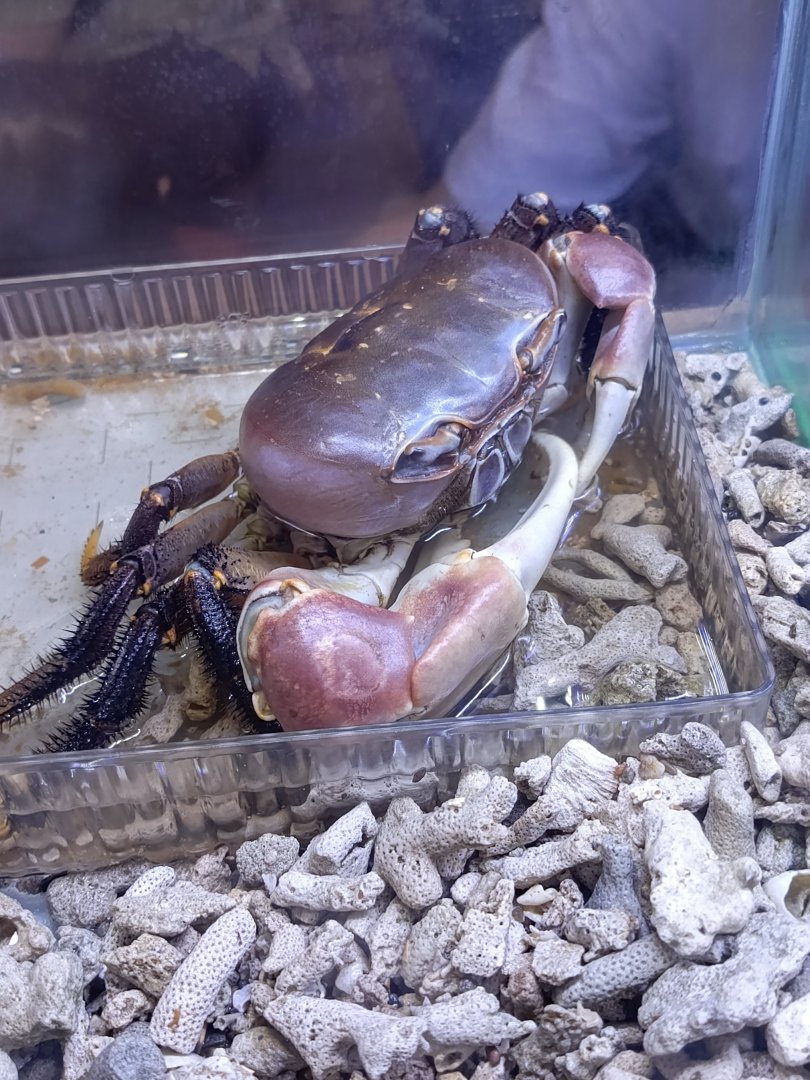 IIPE 2025 - Purple Land Crab (Gecarcoidea lalandii)
