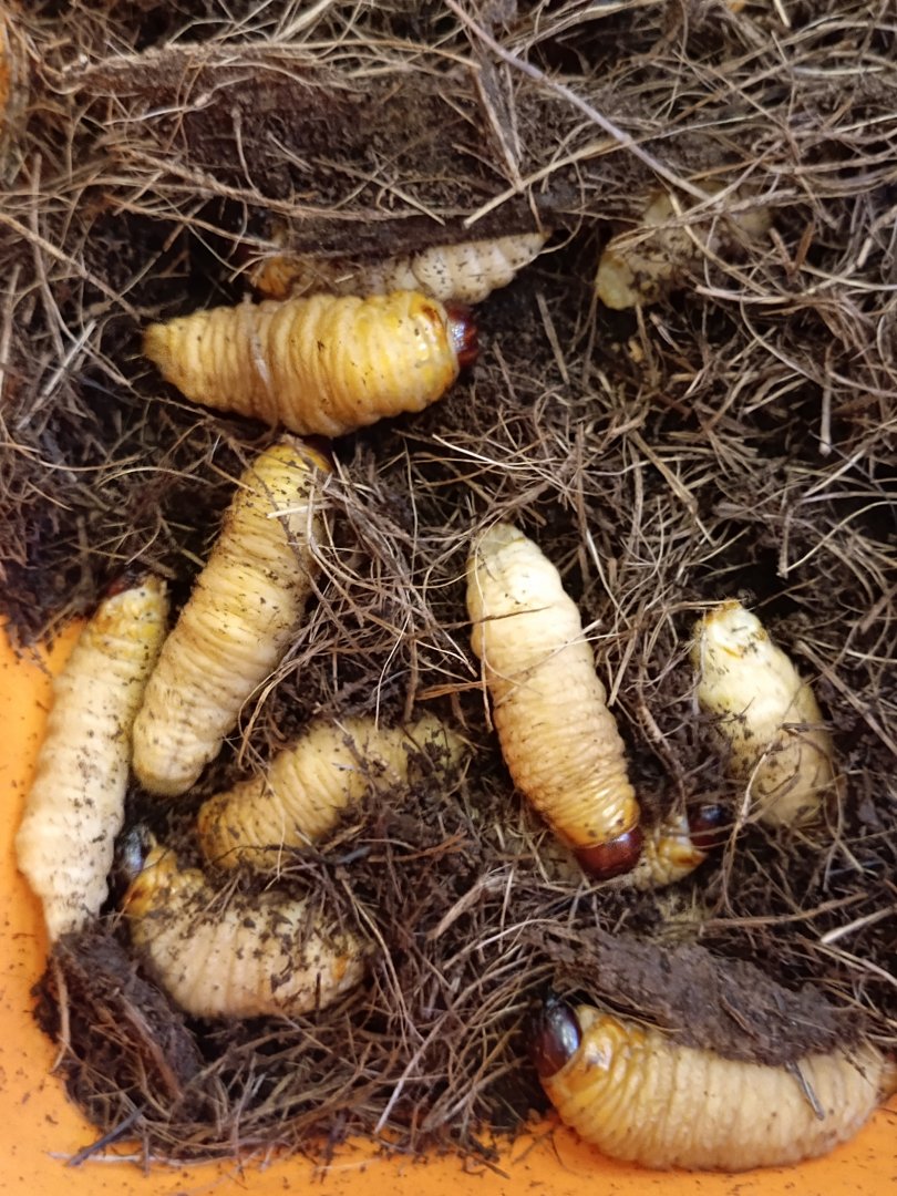 IIPE 2025 - Sago Palm Weevil (Rhynchophorus ferrugineus)