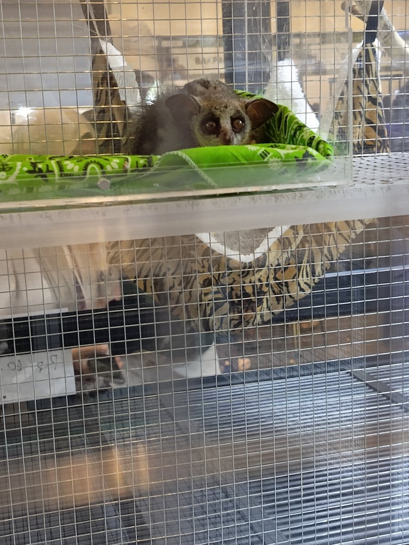 IIPE 2025 - Senegal Bushbaby (Galago senegalensis)