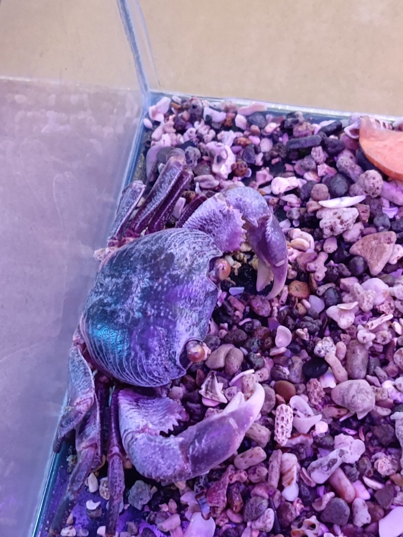 IIPE 2025 - South Pacific Long-legged Land Crab (Discoplax longipes)