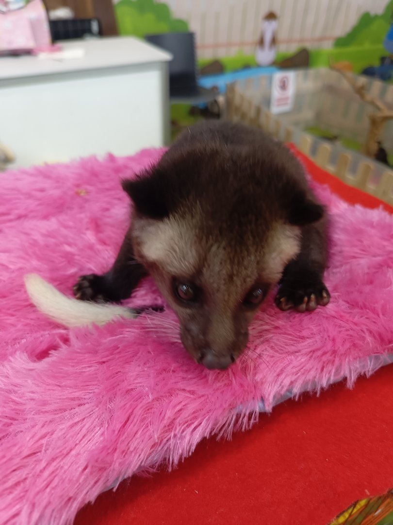 IIPE 2025 - Sumatran Masked Palm Civet (Paguma larvata leucomystax)