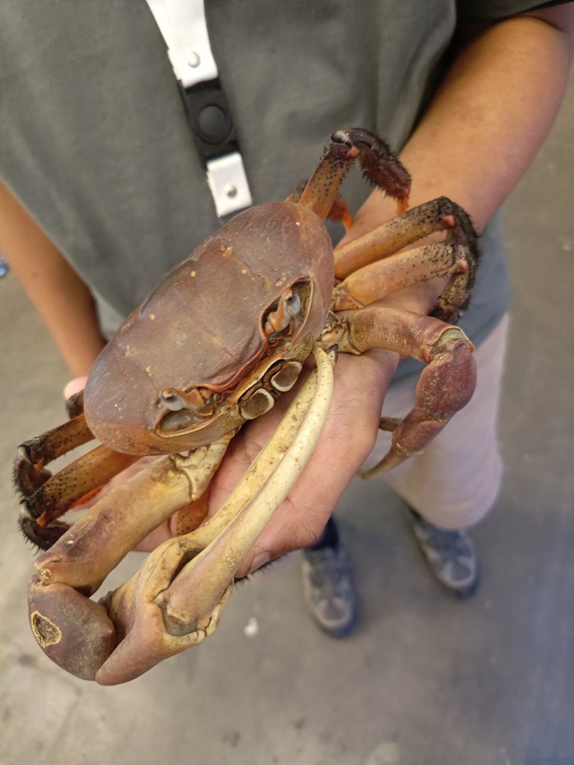 IIPE 2025 - Thai Devil Crab (Cardisoma carnifex)
