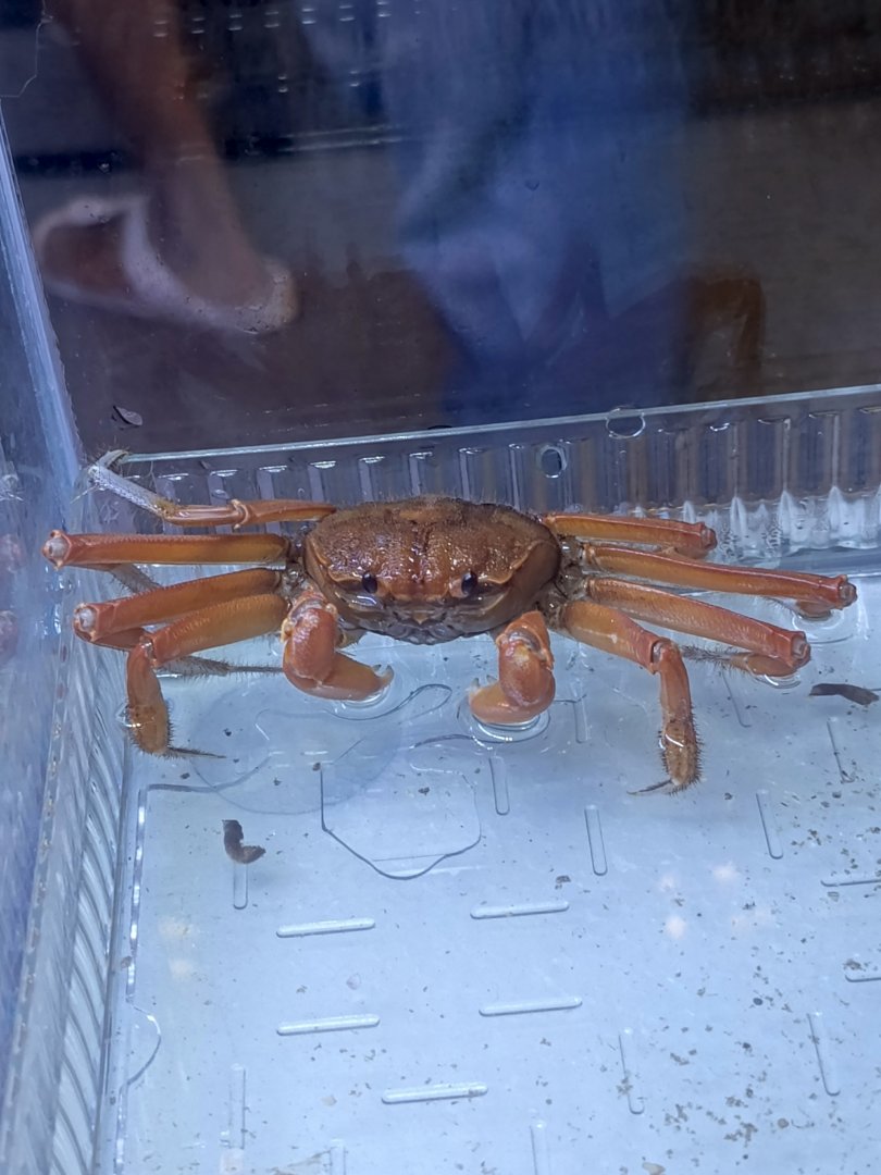 IIPE 2025 - Yellow Nipper Crab (Geograpsus crinipes)