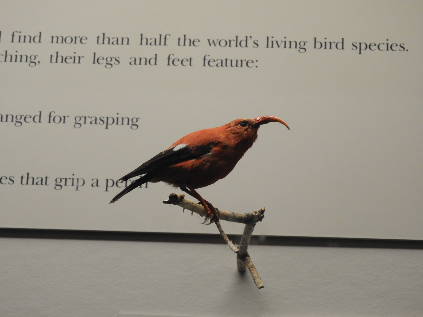 Iiwi (Drepanis coccinea) taxidermy specimen
