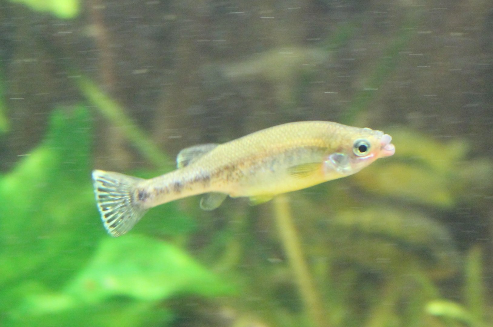 Iiyodon xantusi