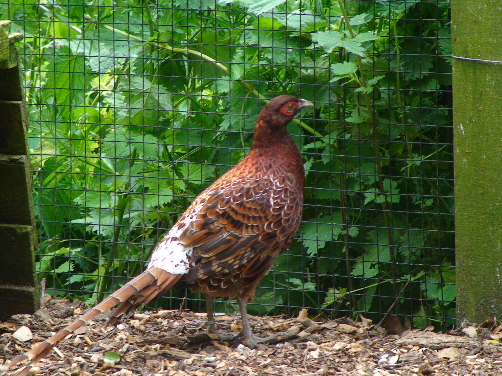 Ijame copper pheasant