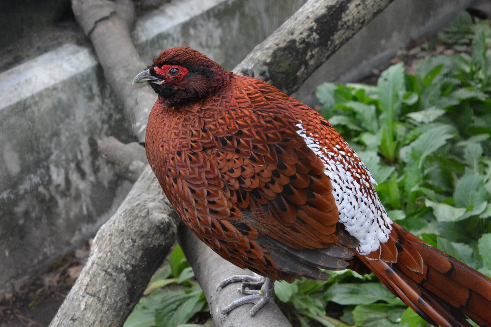 Ijima copper pheasant (Syrmaticus soemmerringii ijimae)
