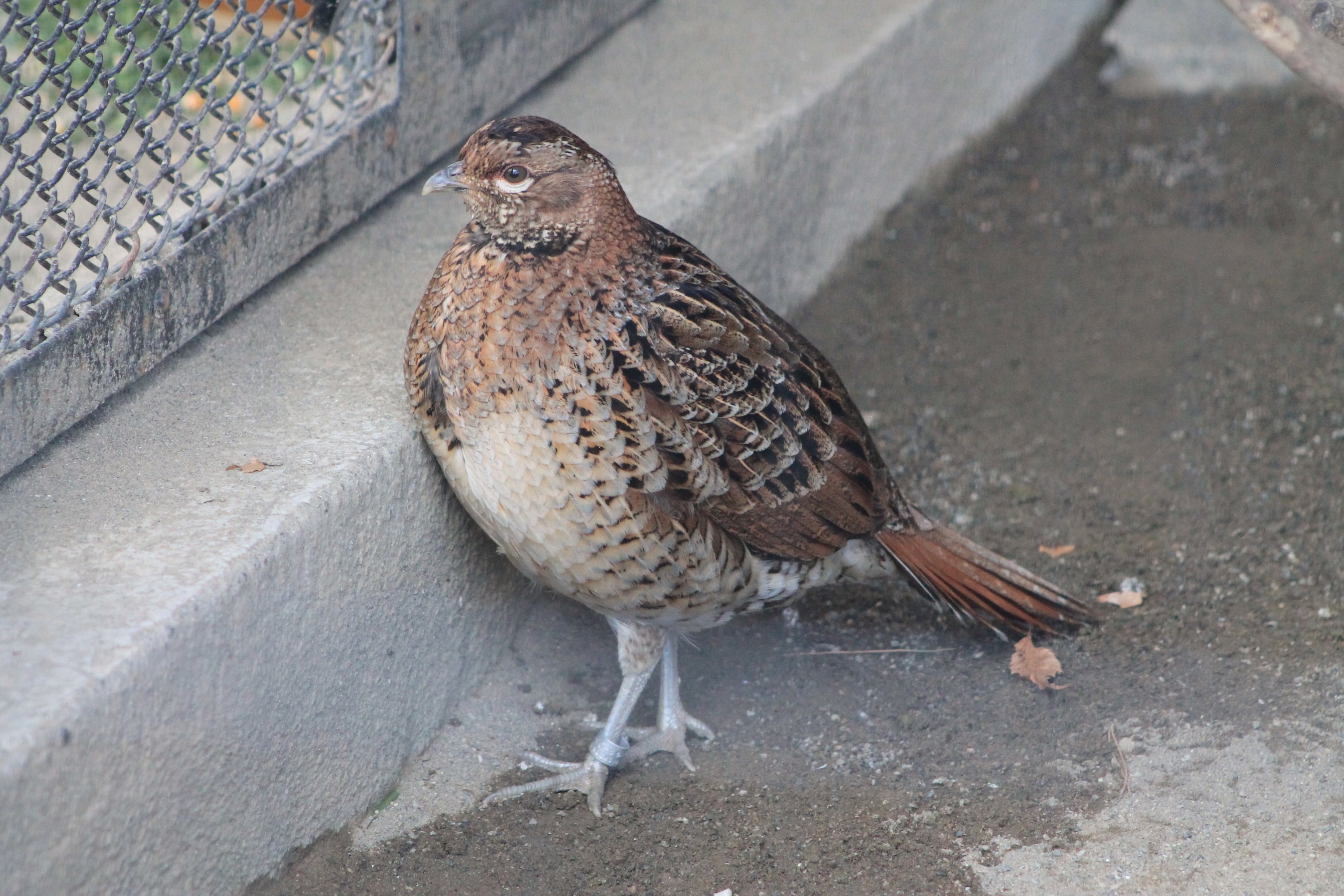 Ijima Copper Pheasant (Syrmaticus soemmerringii ijimae)
