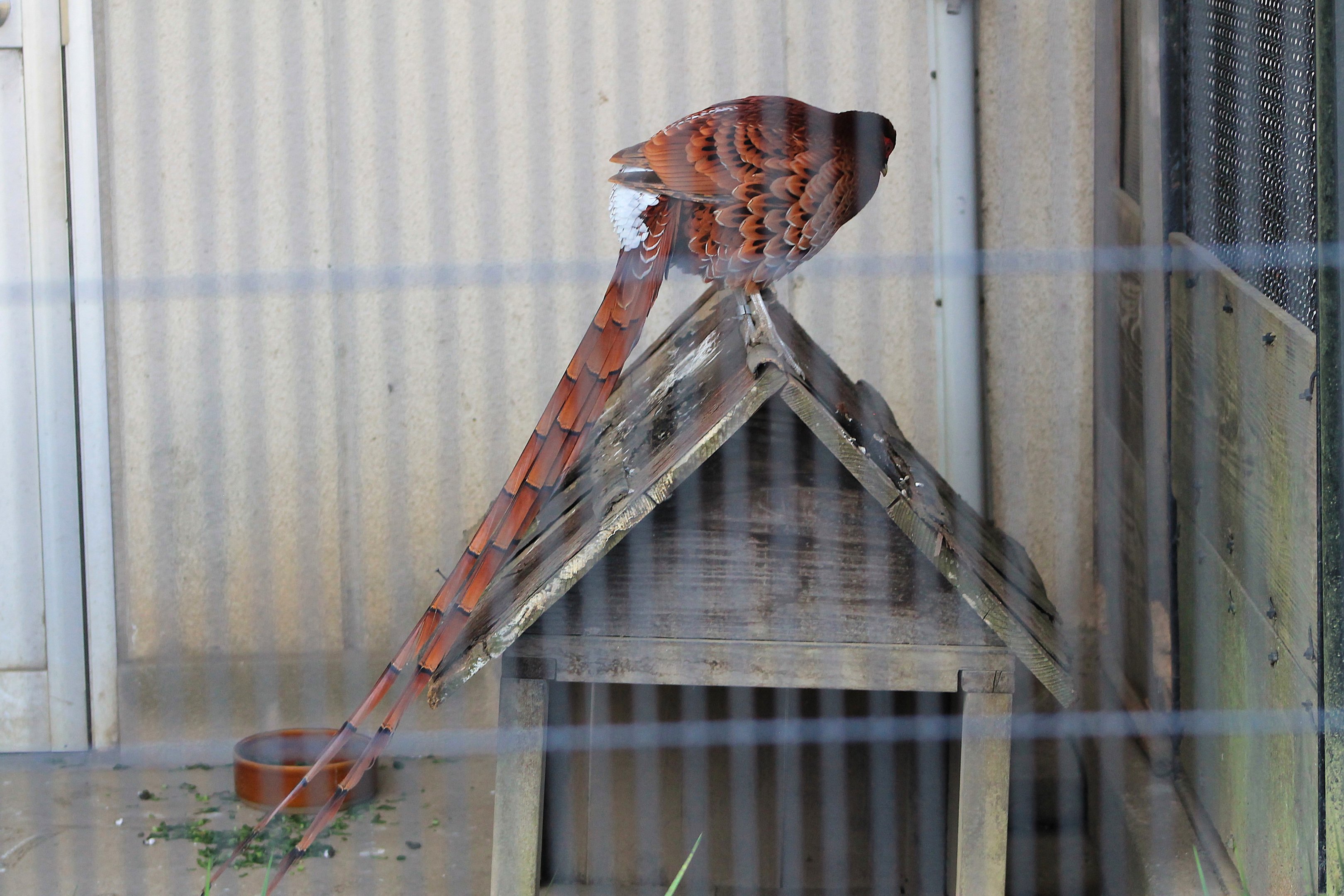 Ijima Copper Pheasant (Syrmaticus soemmerringii ijimae)