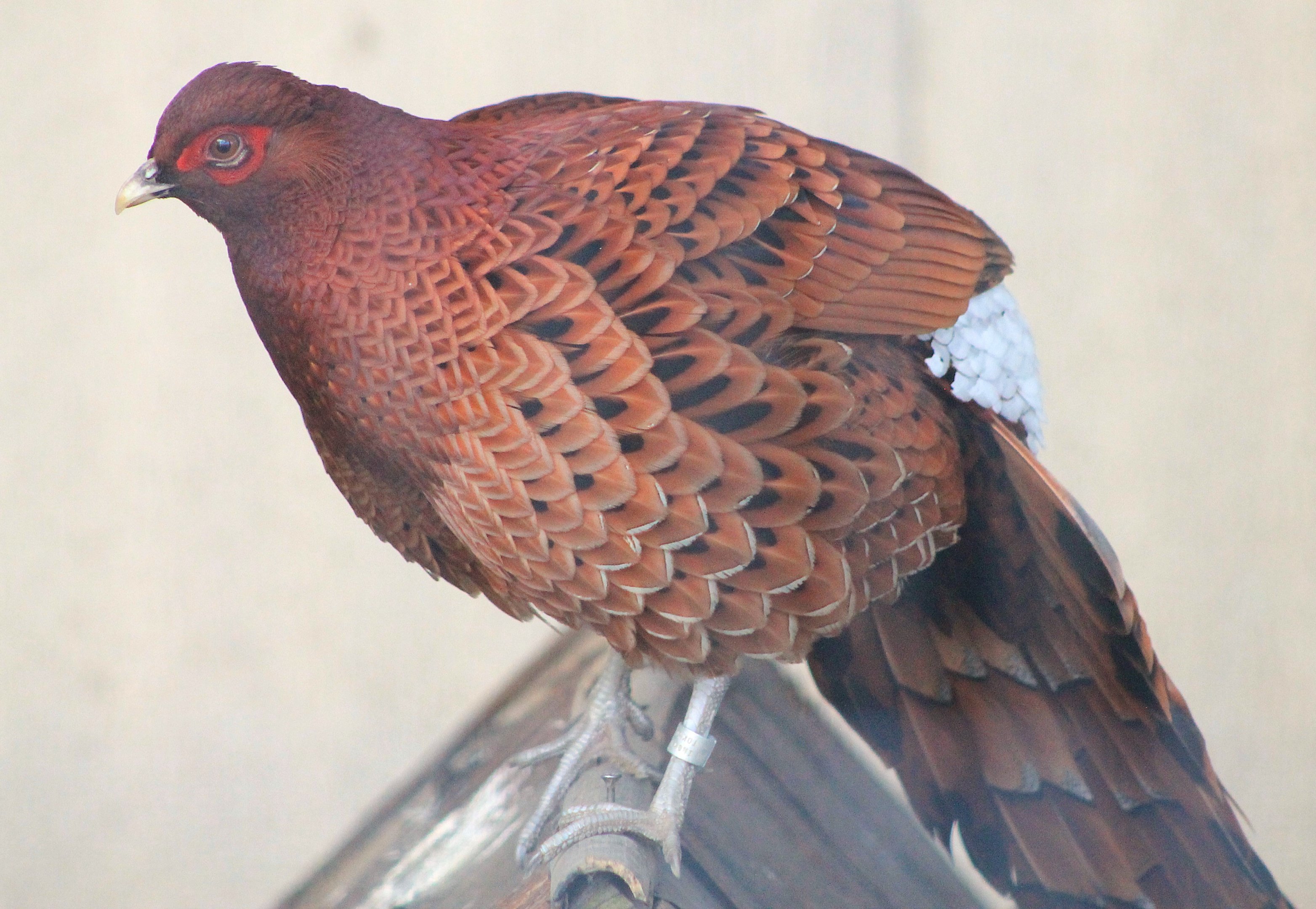 Ijima Copper Pheasant (Syrmaticus soemmerringii ijimae)