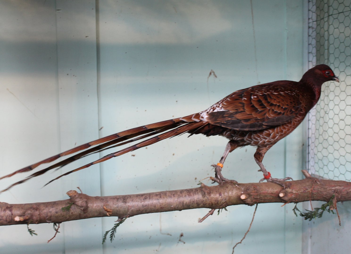Ijima copper pheasant