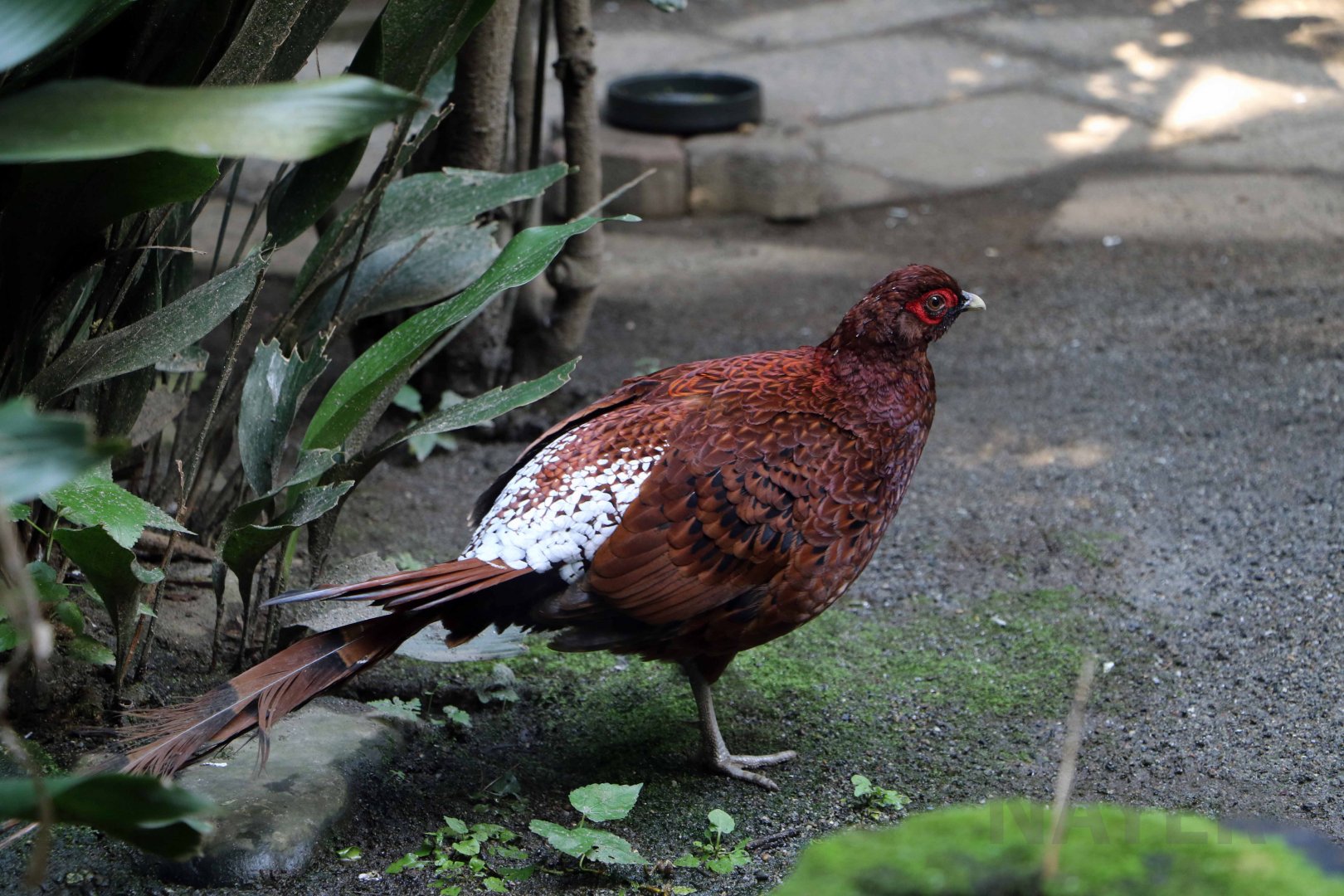 Ijima's copper pheasant, October 2017