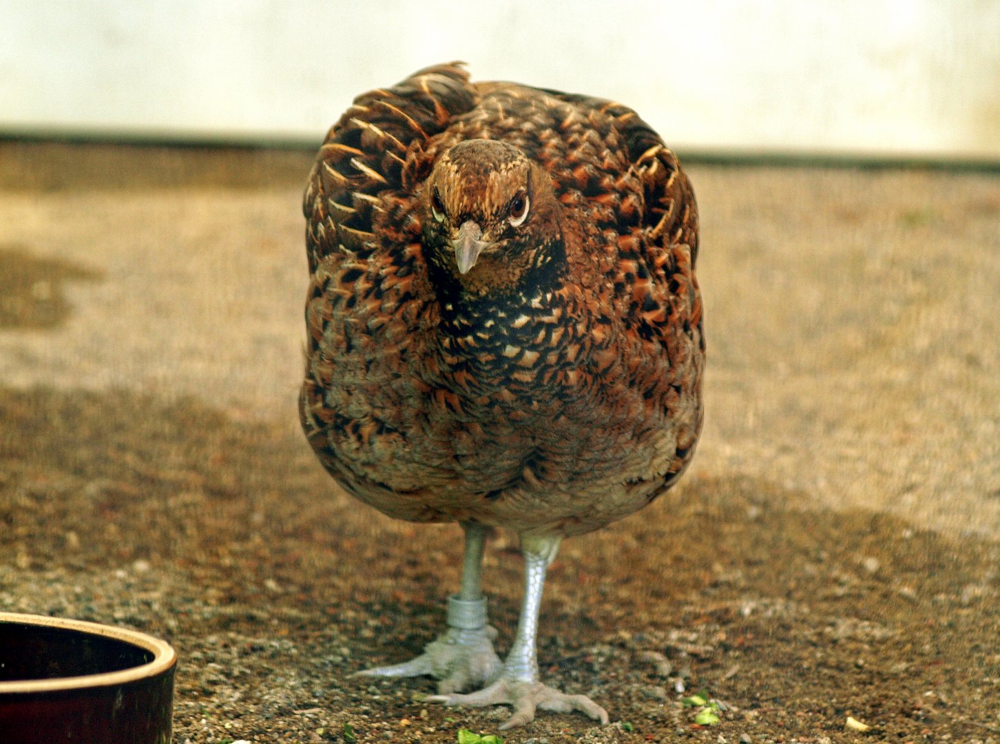 Ijima's Copper pheasant