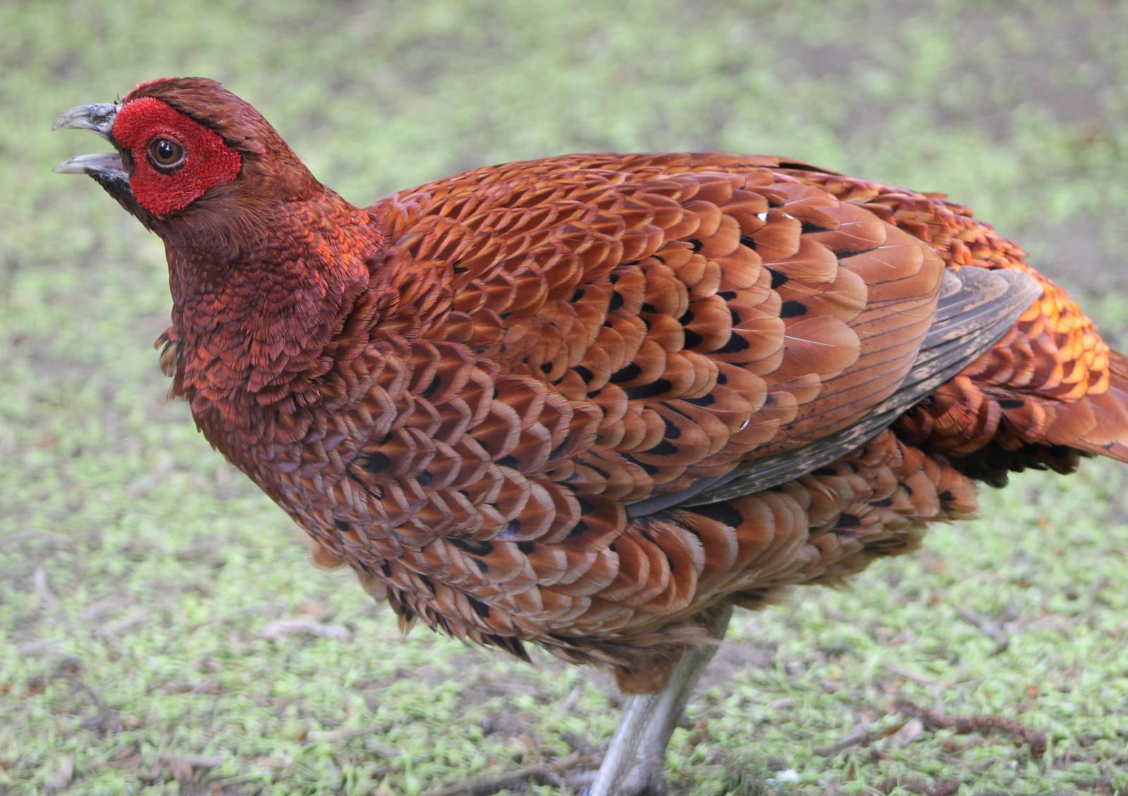 Ijma copperpheasant calling