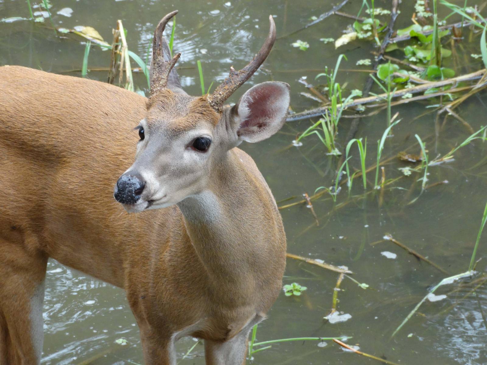 Ik, the friendly deer