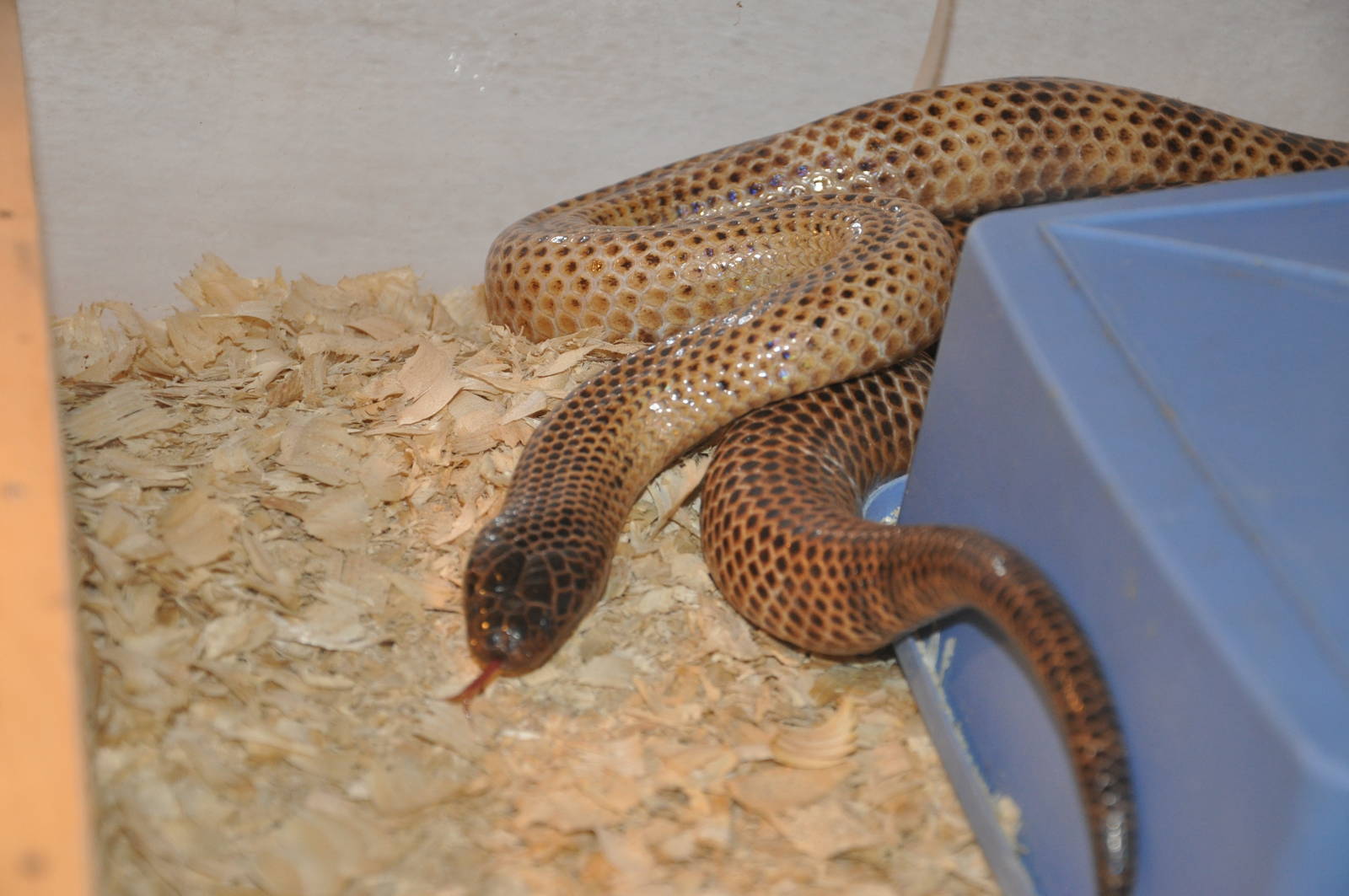 Ikaheka snake/ Micropechis ikaheka
