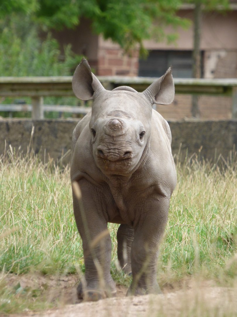 Ike the Black Rhino