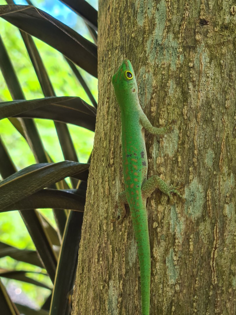 Île Longue - Seychelles giant day gecko