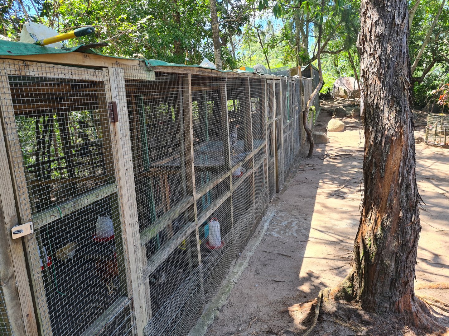 Île Moyenne - domestic fowl "aviary"