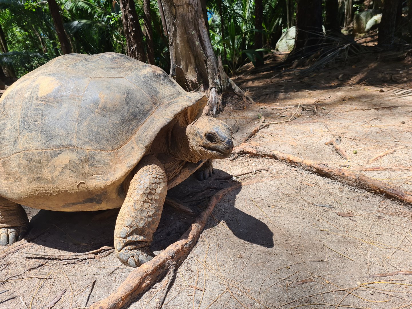 Île Moyenne - Wild (!) Aldabra giant tortoise