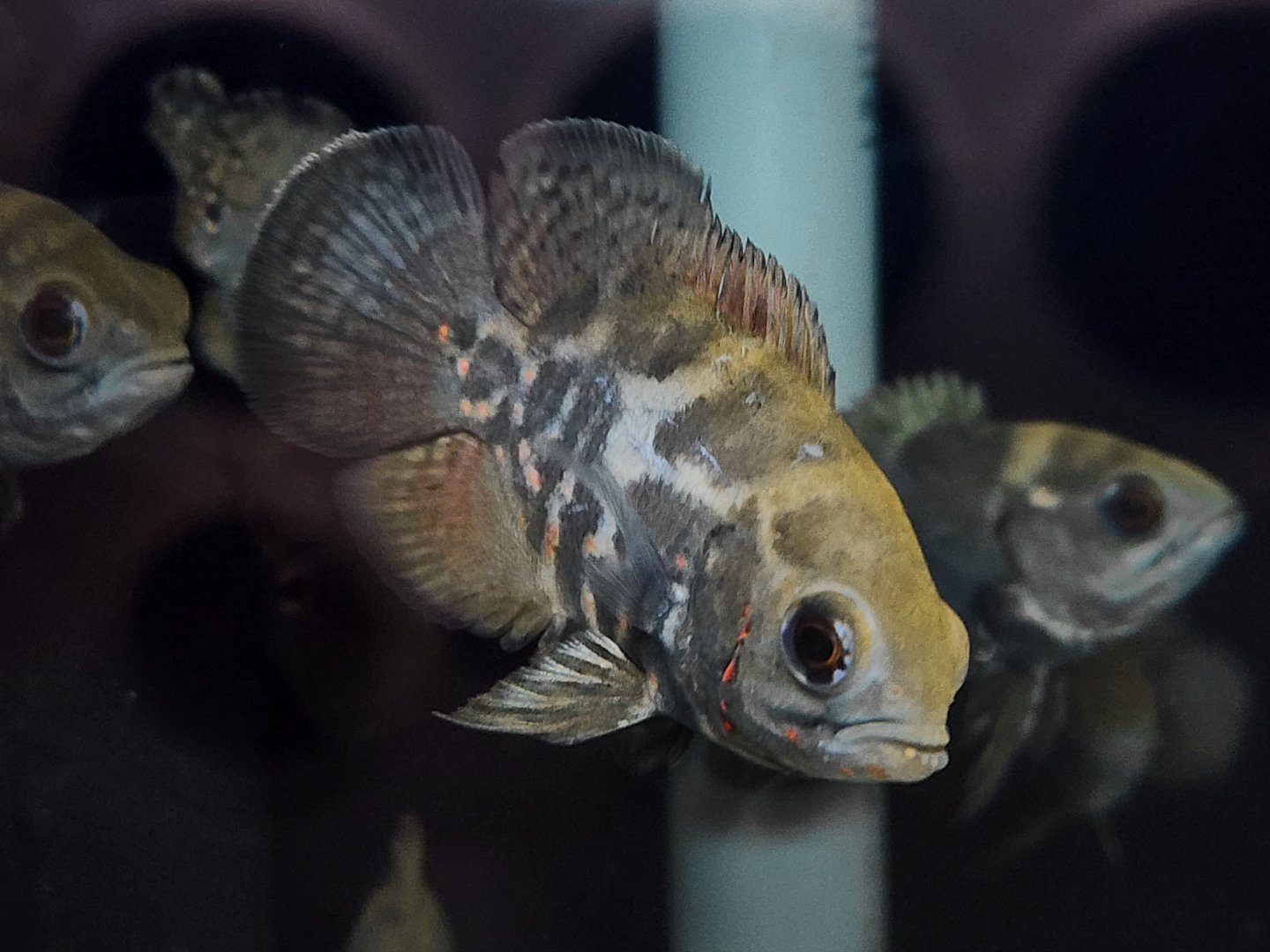 Ilha do Marajó Zebra Oscar (Astronotus cf. ocellatus 'Marajó Island')