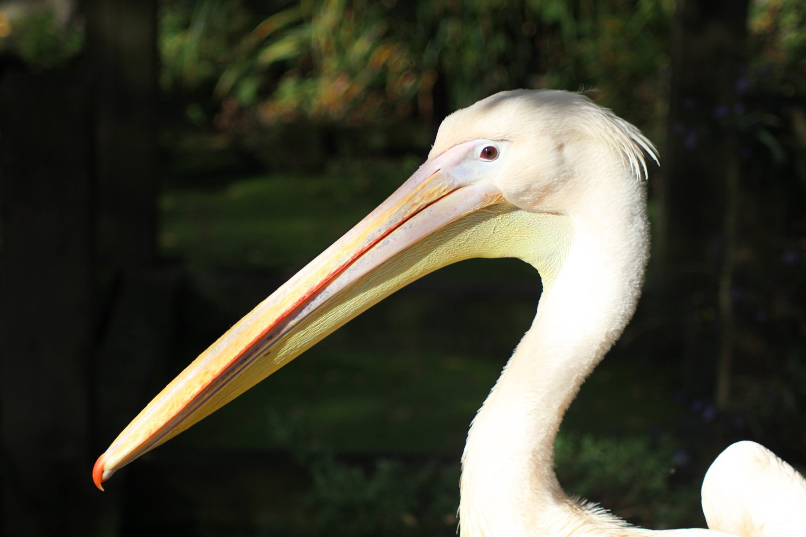 I'll keep this Brief, this is a Pelican