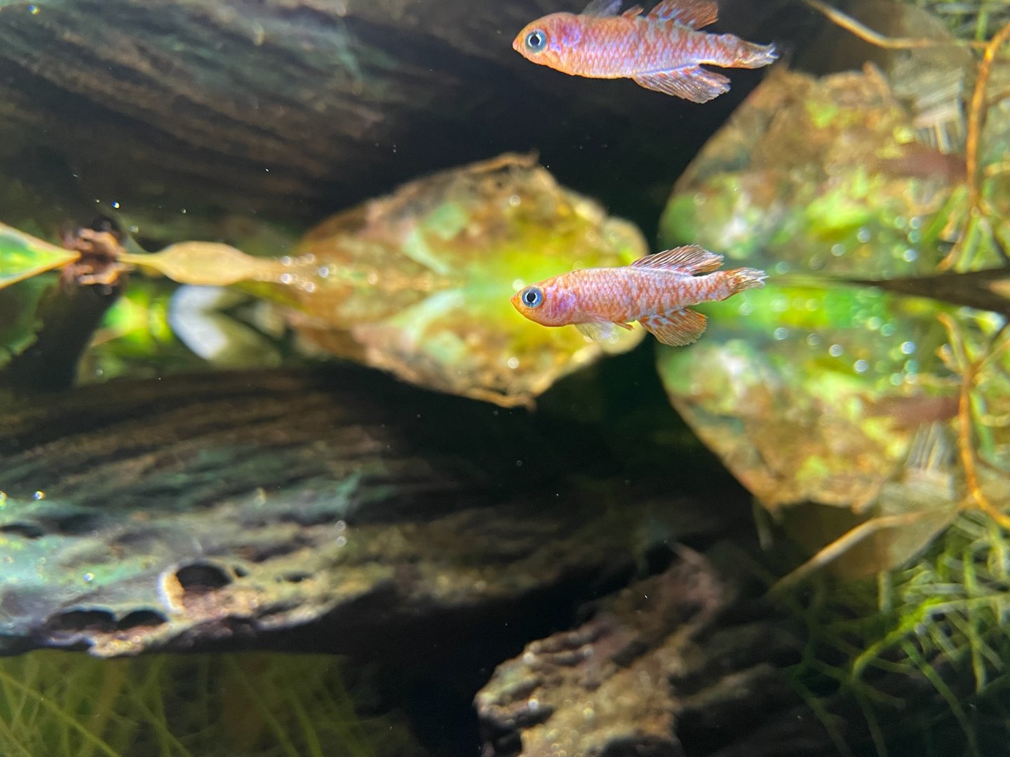 Ill Nothobranchius sainthousei?