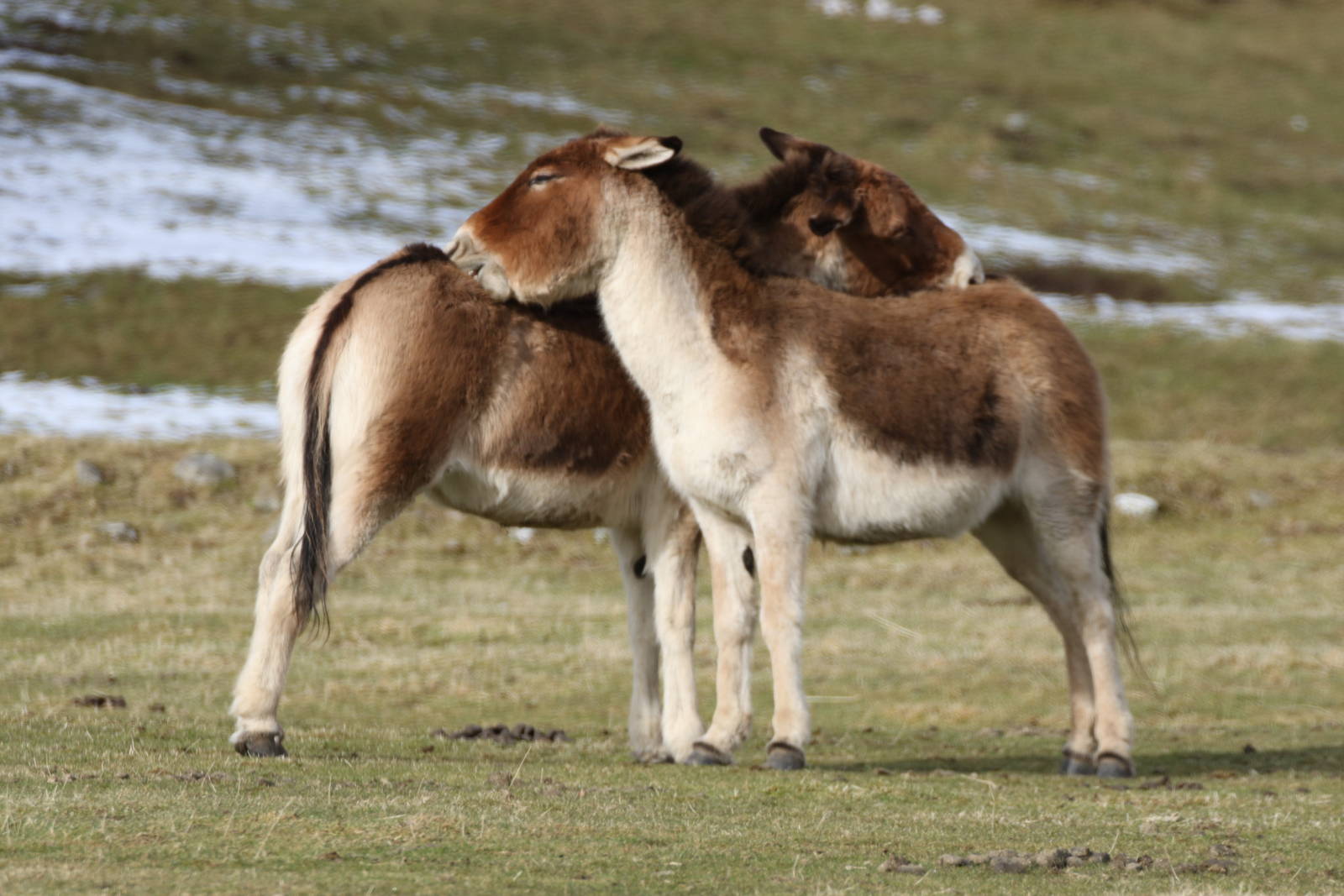 I'll Scratch Your Back If You Scratch Mine